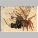 Anoplius infuscatus - Wegwespe 02e 12mm mit Trochosa cf terricola-Wolfspinne-Weibchen beim Nesteintrag.jpg